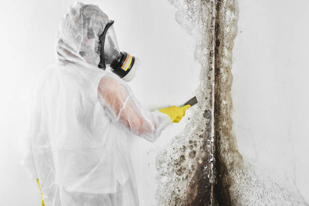 Best Residential Mold Removal  in East Freehold, NJ