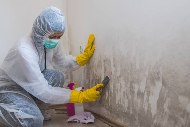 Best Certified Mold Removal  in East Freehold, NJ
