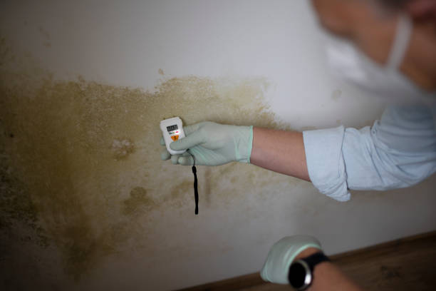 Best Toxic Mold Removal  in East Freehold, NJ