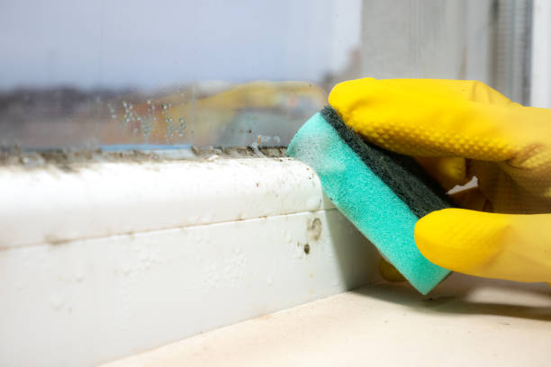 Mold Removal Process in East Freehold, NJ