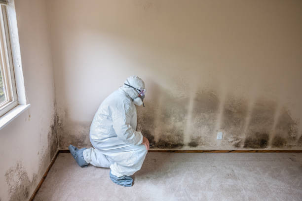 Certified Mold Removal in East Freehold, NJ
