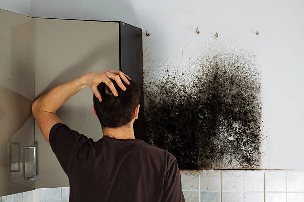 Best Attic Mold Removal  in East Freehold, NJ